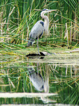 heron